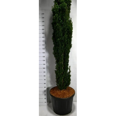 Idegran – Taxus baccata 'Fastigiata Robusta' - C110 180-200 cm.
